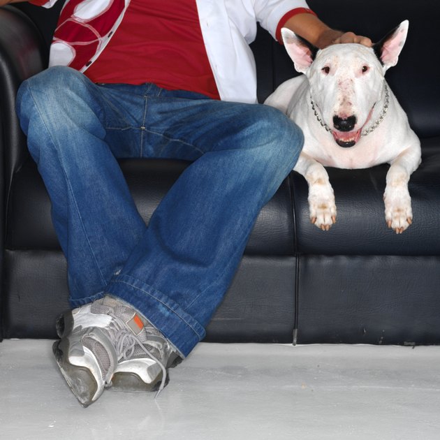 low section view of a man sitting on a couch with his pit bull dog