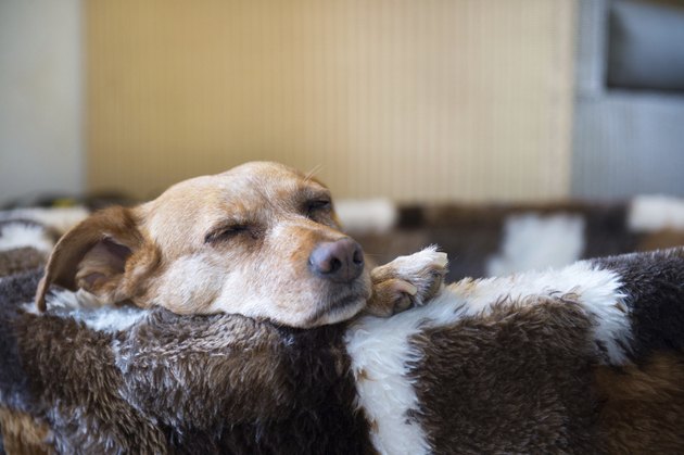 Sleepy cross breed dog in basket