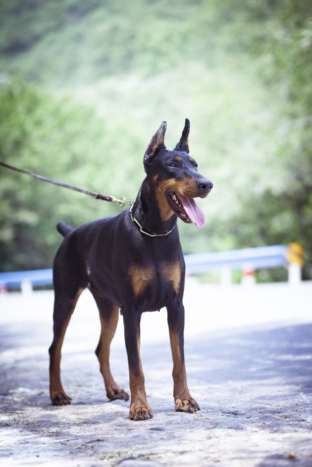 Doberman Pinscher