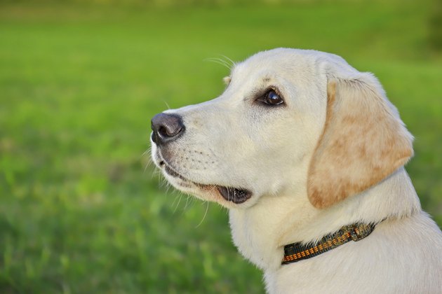 labrador retriever