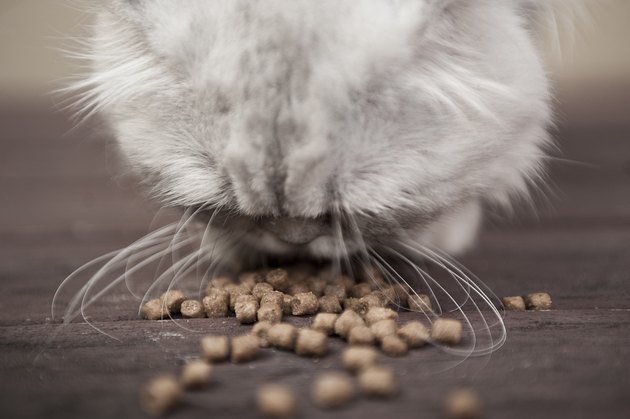 Cat eating dry cat food.