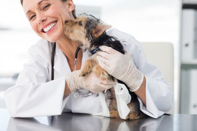 Puppy kissing female vet