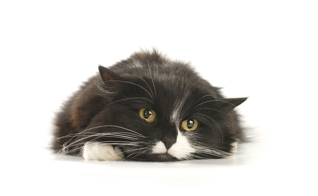 poor cat