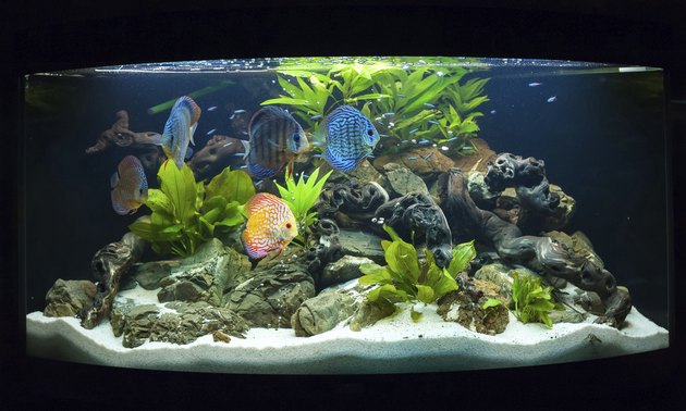 Aquarium fishes