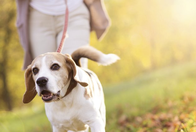 Dog walk