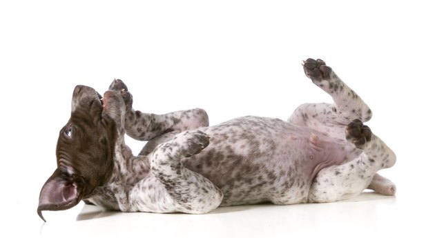 silly puppy