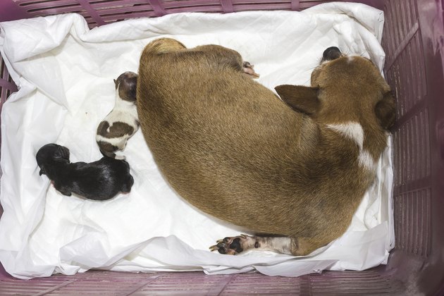 Chihuahua
