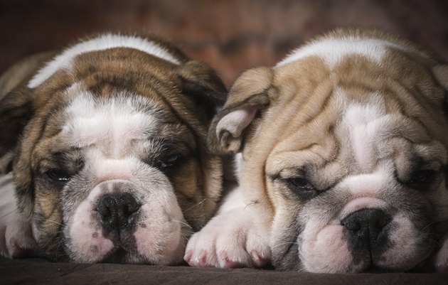 cute puppies