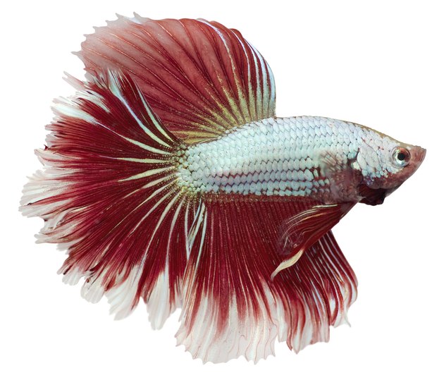 Siamese fighting fish. Betta Splendens
