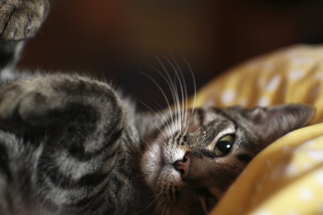 Sweet cat sleeping and resting
