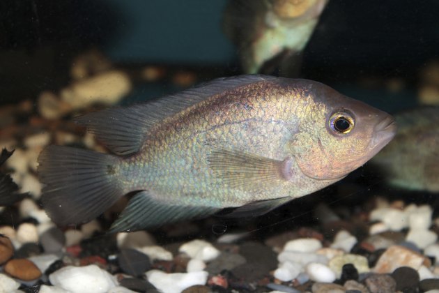 Thai Silk Flowerhorn Cichlid aquarium fish