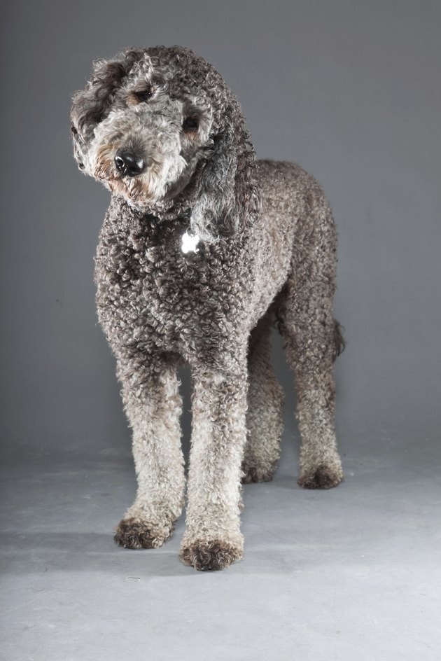 Grey labradoodle against grey background.