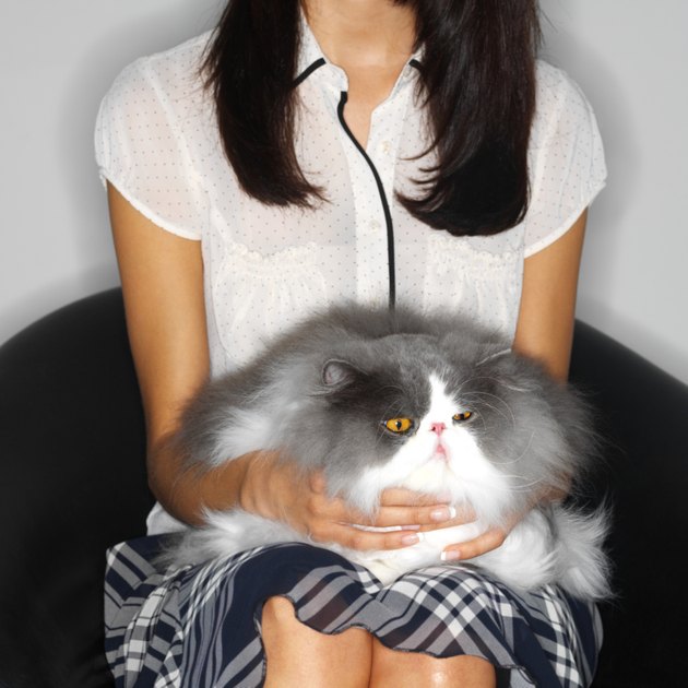 mid section view of a woman sitting with a cat in her lap