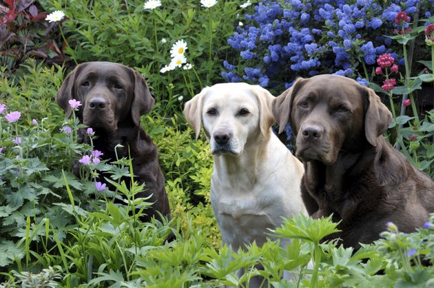 labradors in the flowers
