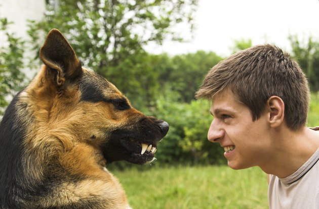 Animal and man