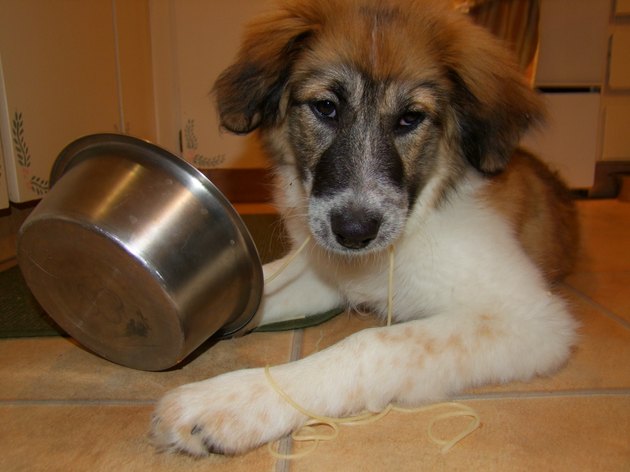 Puppy Enjoys Speghetti