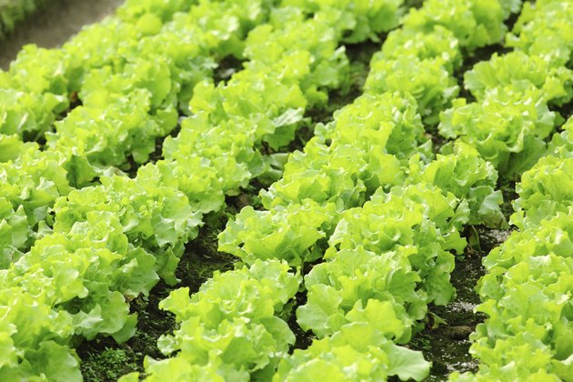 lettuce plant in field