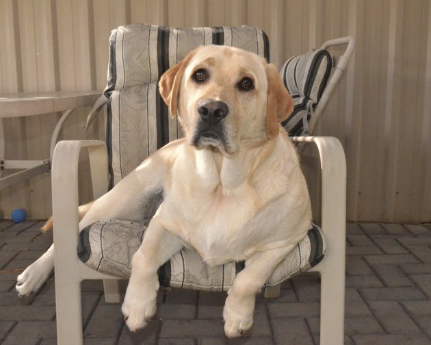 Comfortable Labrador