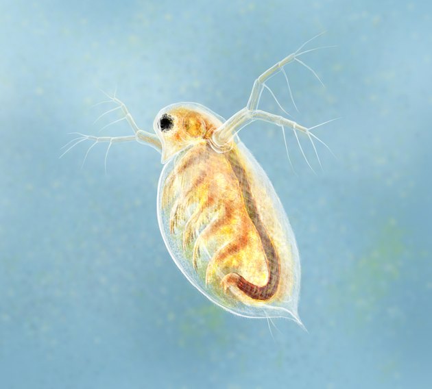 Daphnia