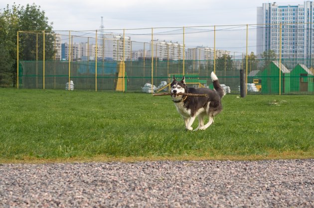 Running husky in the city