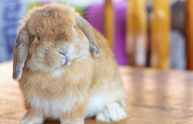 Holland lop rabbit