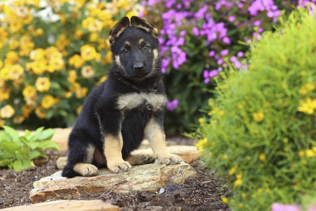 German Shepherd puppy sitting on stone pathway