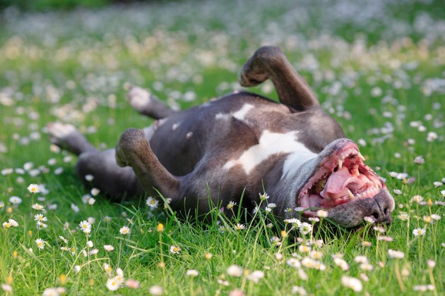 dog