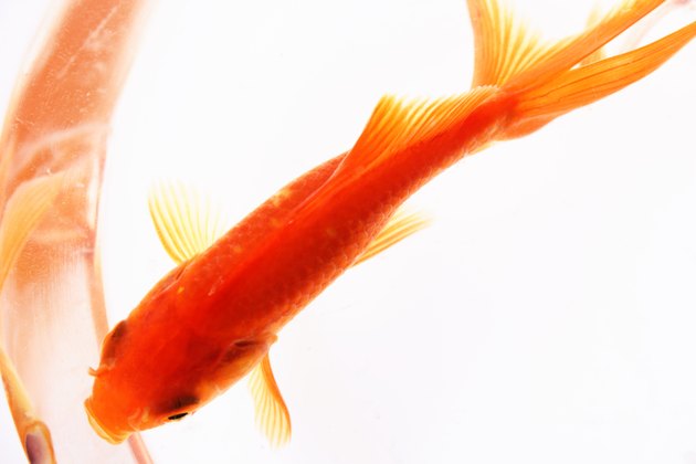 Close-up of a Goldfish