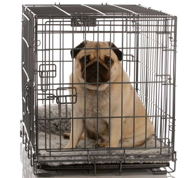 dog in a wire crate