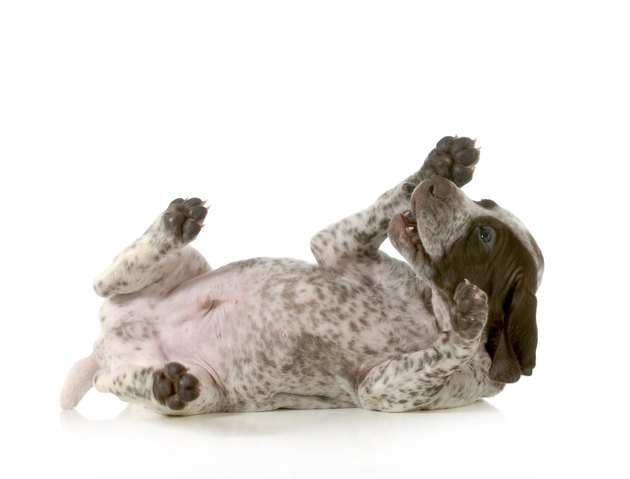 playful puppy