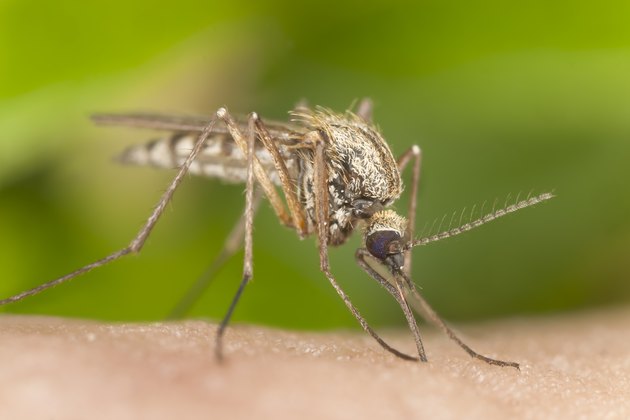Mosquito sucking blood, extreme close-up with high magnification
