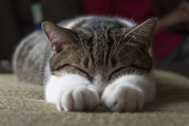 Sleeping Cat