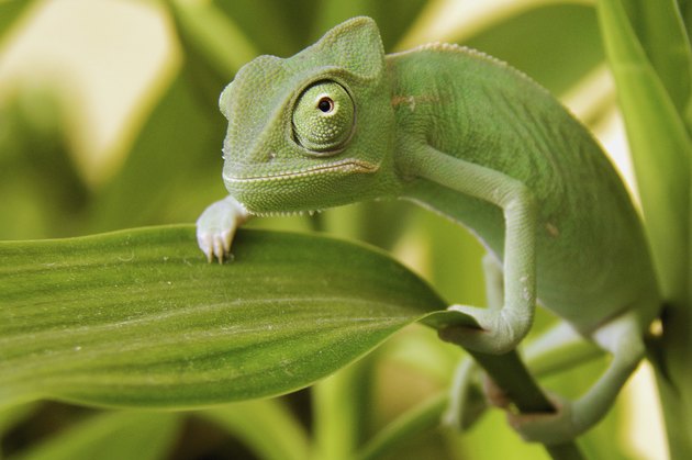 Yemen Chameleon
