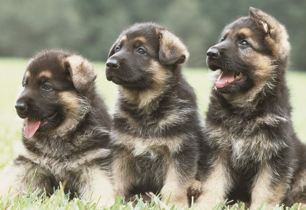Three german shepherd puppies