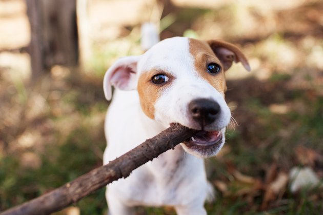 Jack Russell Terrier puppy