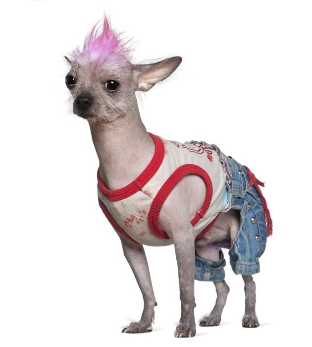 Side view of Punk dressed Chinese Crested Dog, standing.