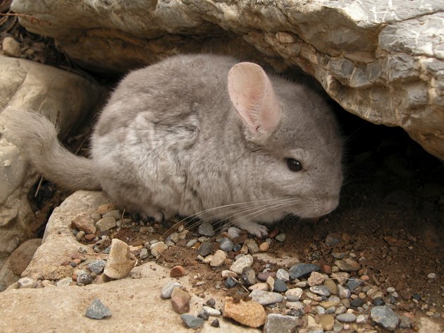 Chinchilla