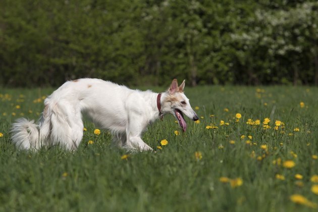 Russian wolfhound