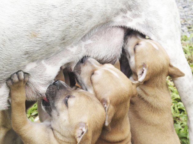 Puppies are suckling