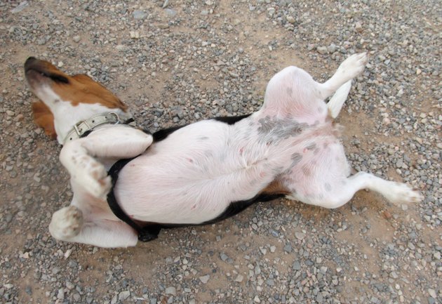 rub my tummy please