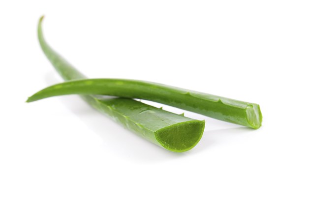 aloe vera fresh leaf