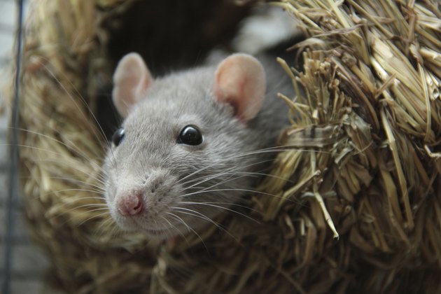 Rat