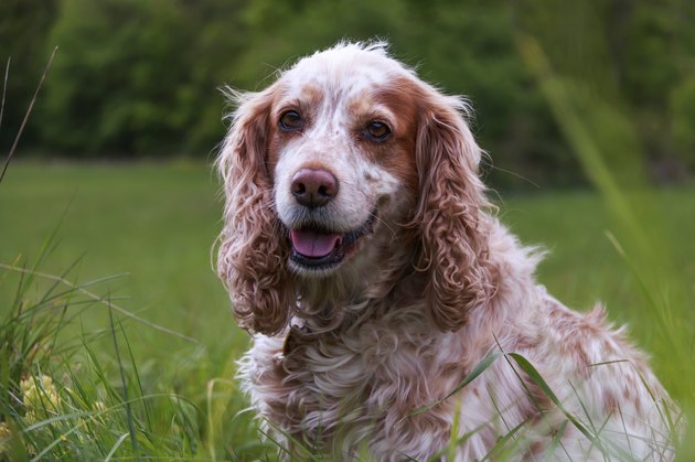 Spaniel in the grass