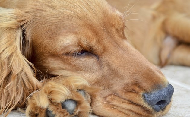 Cocker spaniel asleep