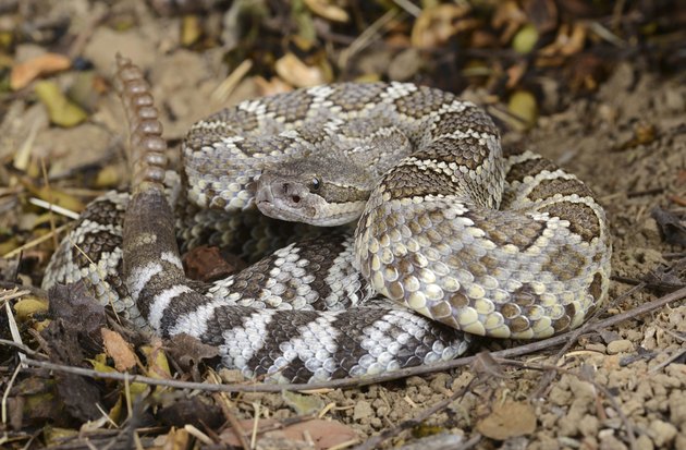 Southern Pacific Rattlesnake (Crotalus viridis helleri).
