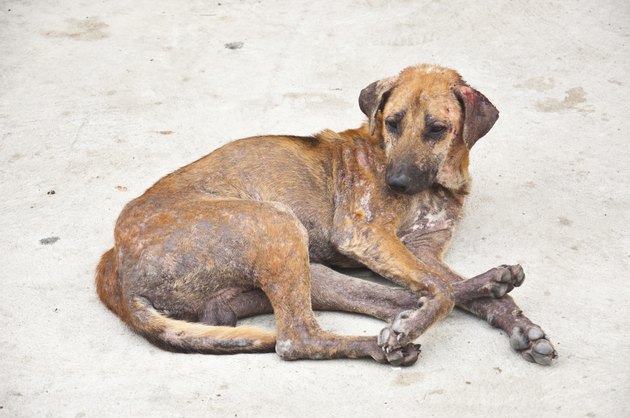 Skin disease dog