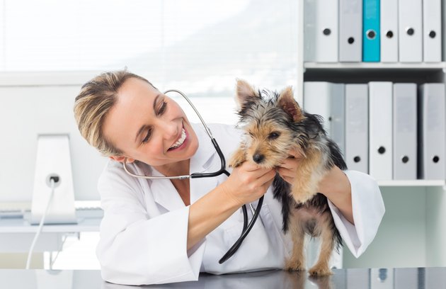 Veterinarian checking dog with stethoscope