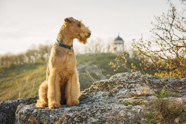 airedale terrier