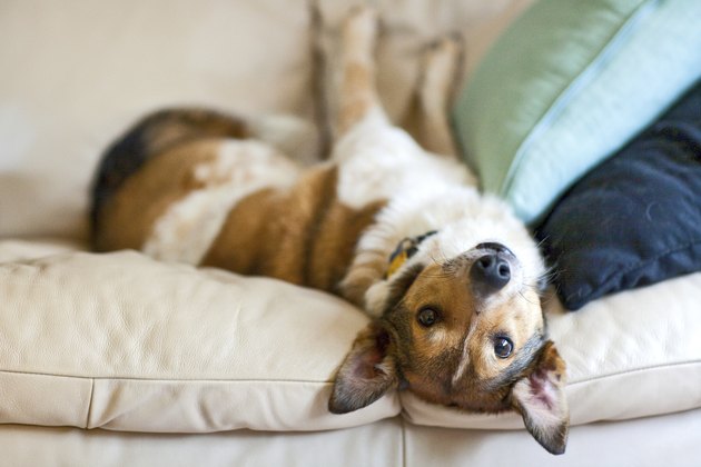 Upside Down Dog