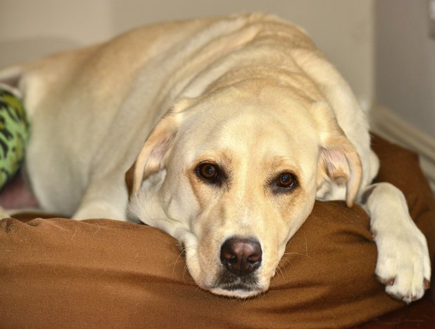Sick Dog
